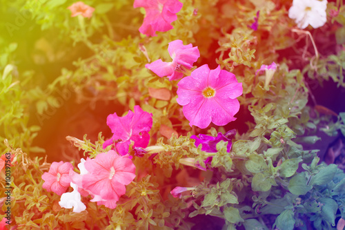 Fototapeta Naklejka Na Ścianę i Meble -  Colorful flower in the garden.