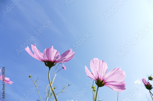blooming cosmos flower meadow with sky background
