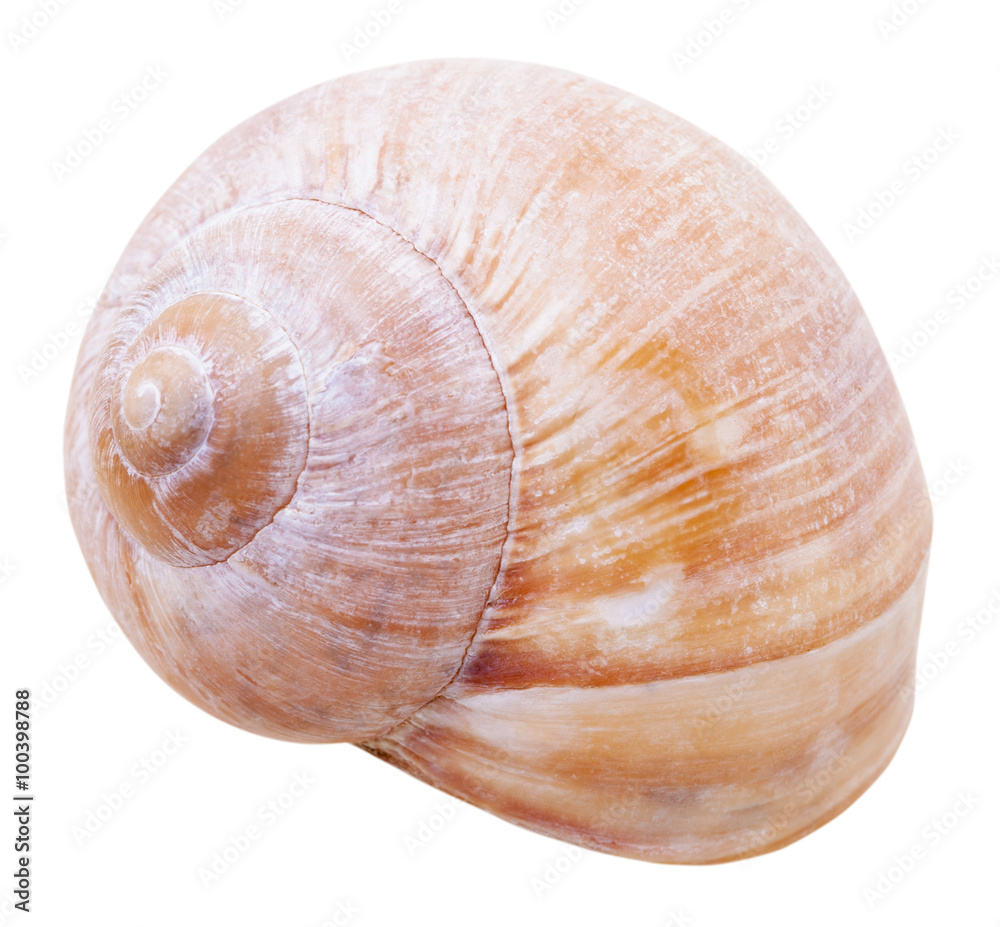 mollusk shell of gastropod snail isolated