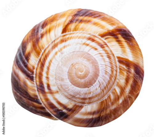spiral mollusk shell of land snail close up