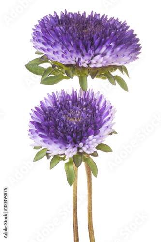 Fototapeta Naklejka Na Ścianę i Meble -  china aster