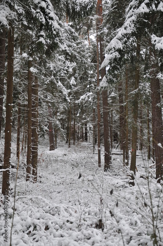 Fototapeta Naklejka Na Ścianę i Meble -  winter tress in forest