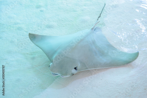 Atlantic stingray or Dasyatis sabina is a species of stingray in