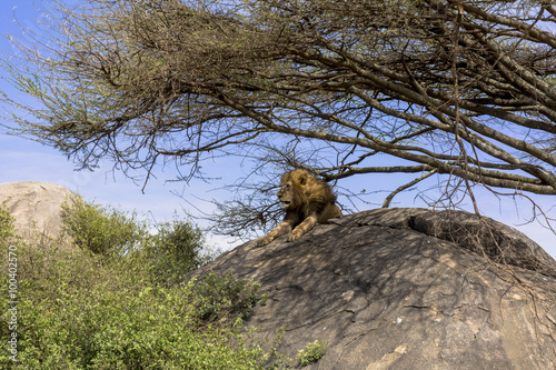 タンザニアのセレンゲティ国立公園