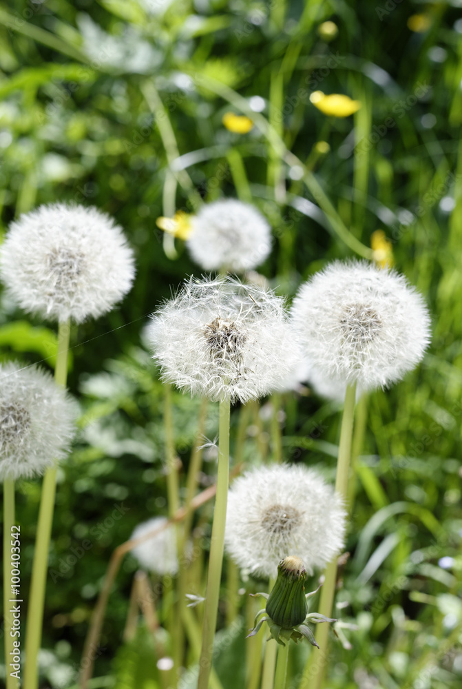 flower of dandelion flower of dandelion