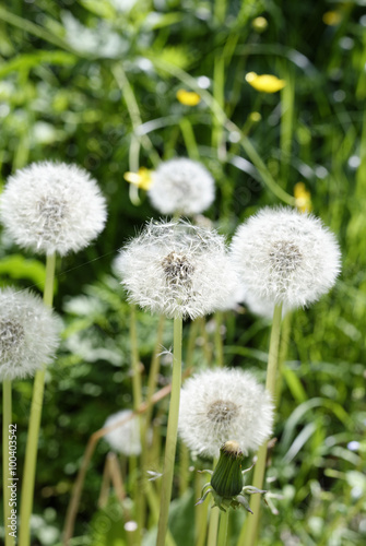 flower of dandelion