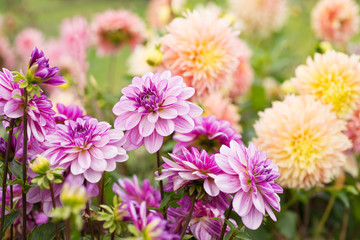 Keuken achterwand Dahlia Bloeiende dahlia bloemen tuin  © ottochka
