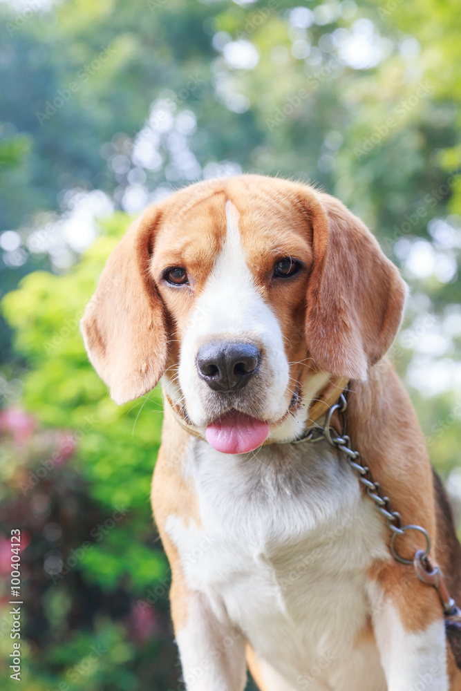 cute beagle dog boy looking