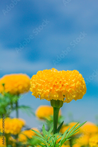 Fototapeta Naklejka Na Ścianę i Meble -  Marigold and sky.