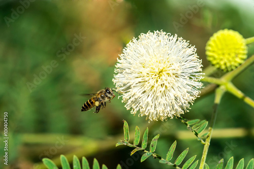Honey Bee flying to the flower