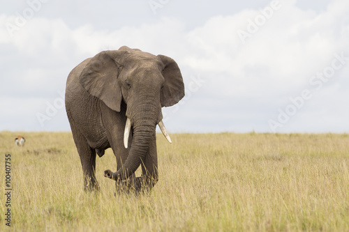 African elephant in savanna