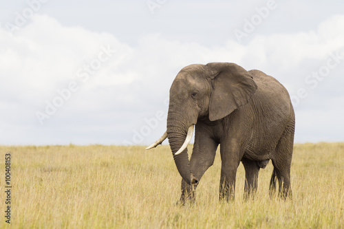 African elephant in savanna