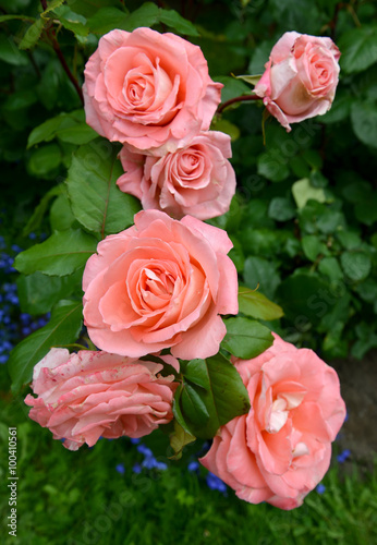 Pink roses, close up