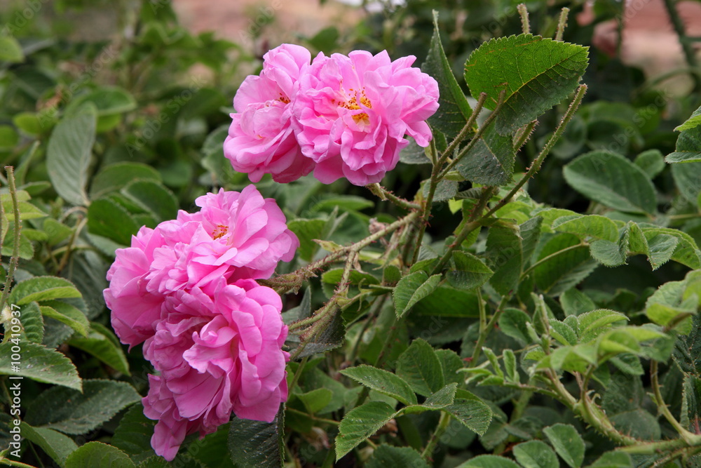 Damascus pink rose in a garden Damascus pink rose in a garden