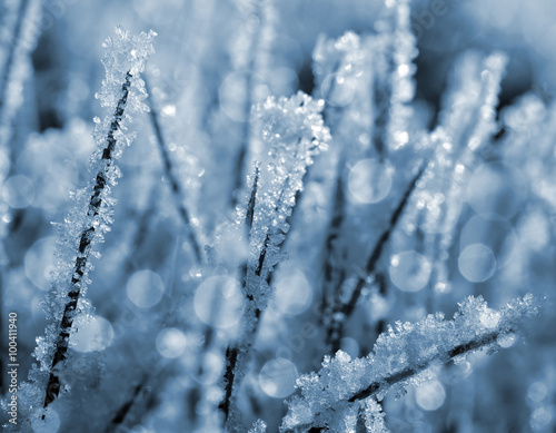 Frozen grass close up. Nature background. © vencav