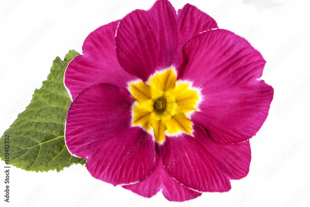 single flower of primrose isolated on white background