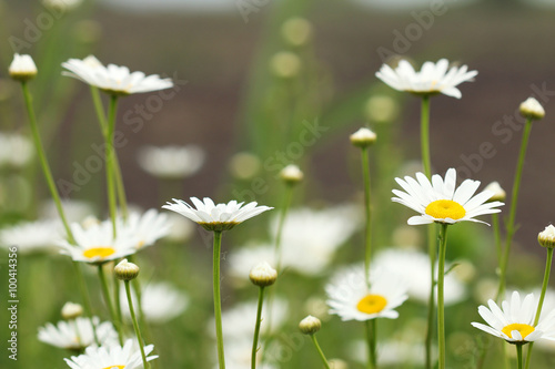 Fototapeta Naklejka Na Ścianę i Meble -  white daisy flower meadow spring season
