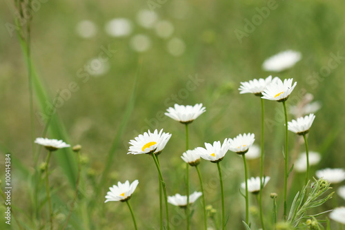 Photo white daisy flower spring season