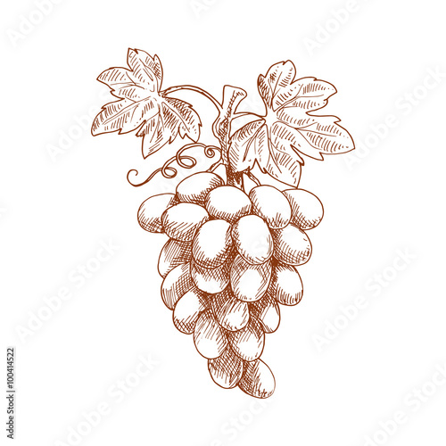 Bunch of grape fruit on grapevine, sketch