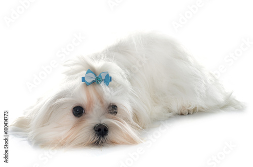 young maltese dog