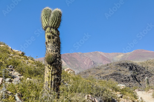 Cactus in Quebrada de la Humahuaca, Argentina © kovgabor79