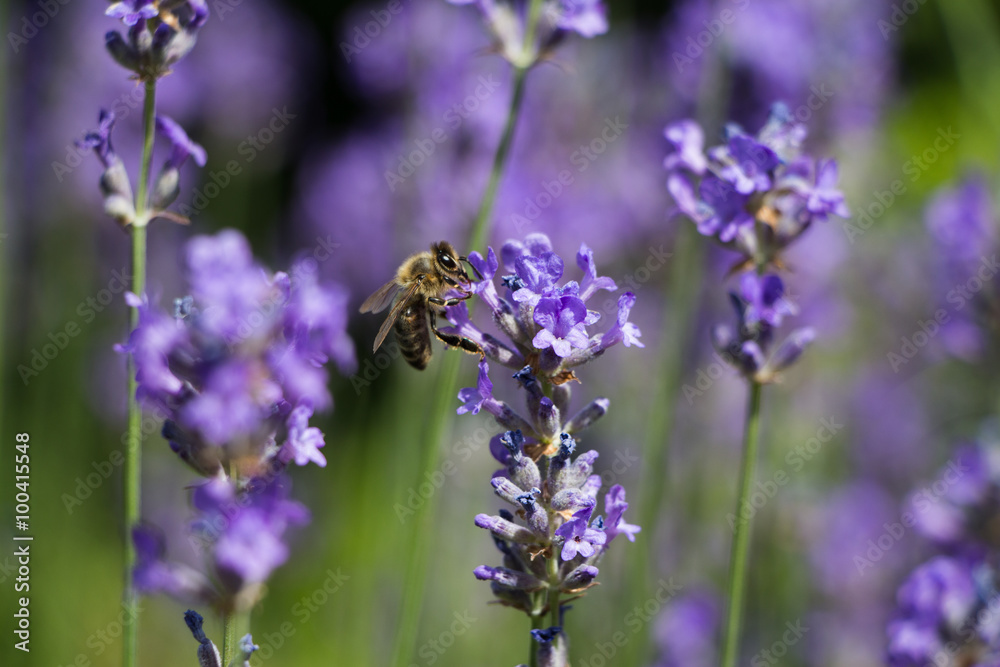 Lavendel mit Biene Lavendel mit Biene