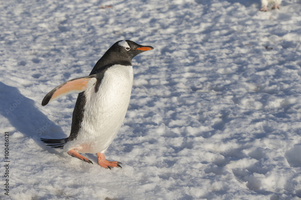 Naklejka premium Gentoo Penguin.