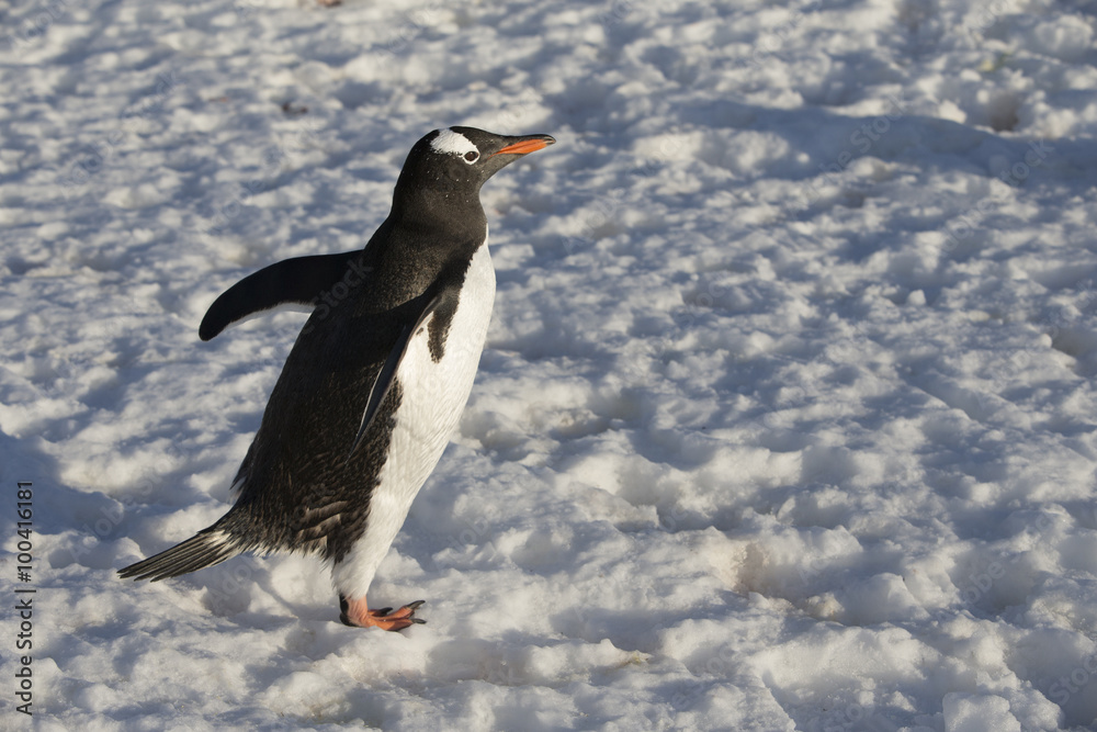 Fototapeta premium Gentoo Penguin.