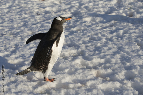 Gentoo Penguin.