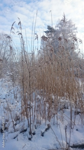 Strauch im frost