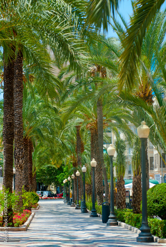 Palms alley in the center of Alicante, Spain