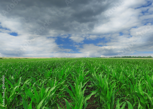 Green Corn field