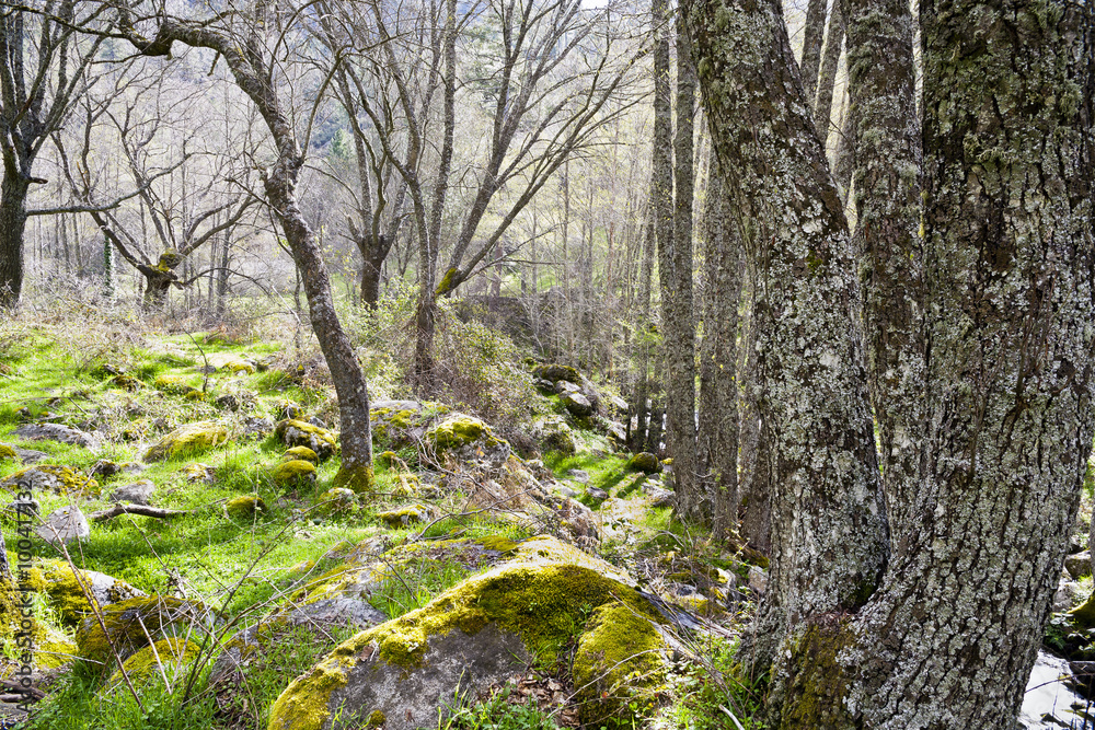 Obraz premium Valle de Iruelas. Avila