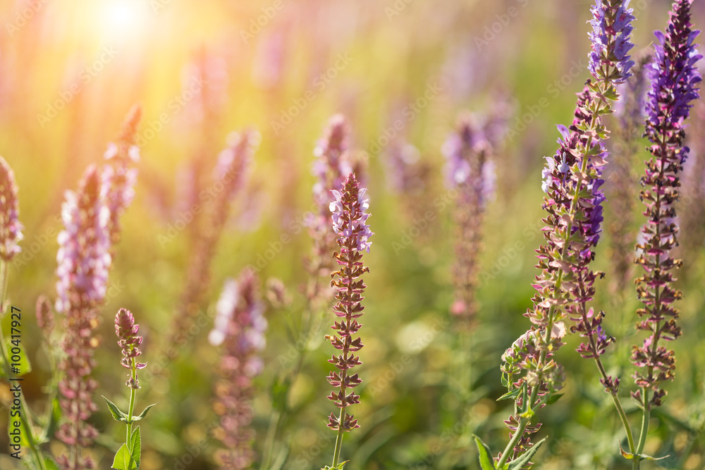Blossoming sage on a summer meadow Blossoming sage on a summer meadow
