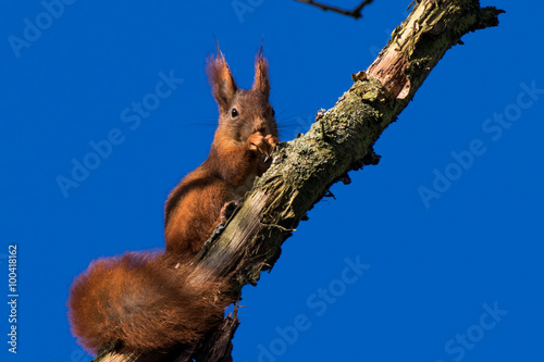 Squirrel eating winter snack © peterj167