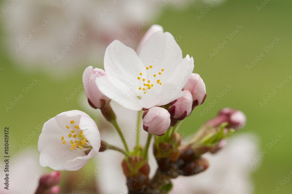 Obraz premium 桜花