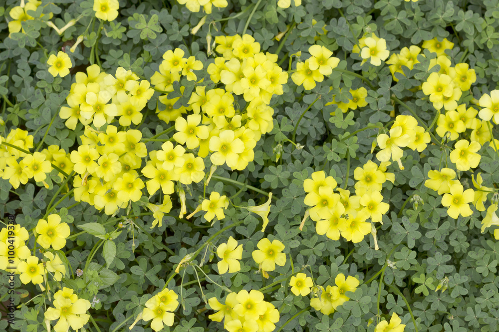 Obraz premium Oxalis pes-caprae