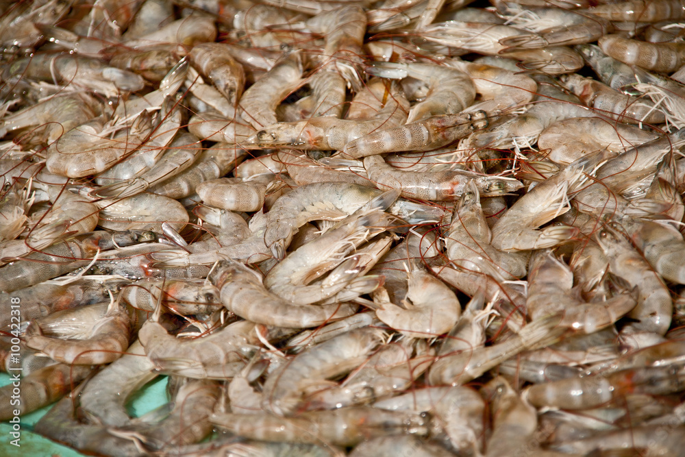 many shrimp. Often Asian markets abundance of seafood . In this case, the tiger shrimp .