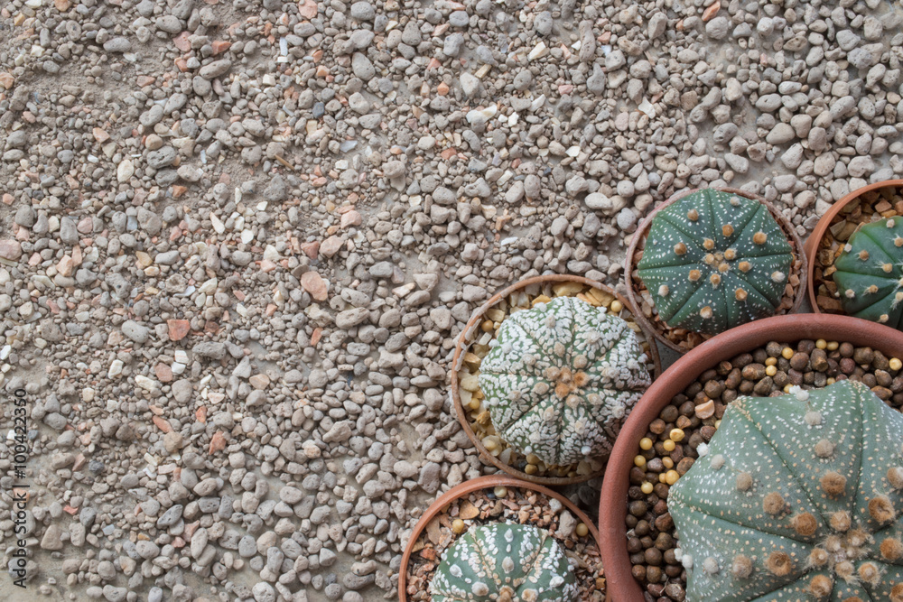Round shape Astrophytum cactus