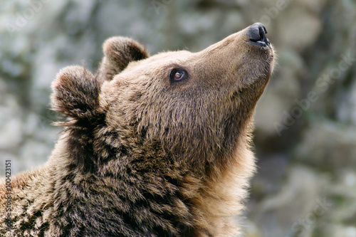 Brown bear's head looking up photo