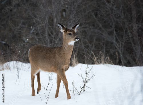 Wallpaper Mural Young White-tailed Deer in Winter Torontodigital.ca