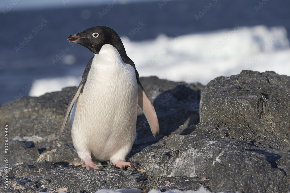 Obraz premium Adélie Penguin.