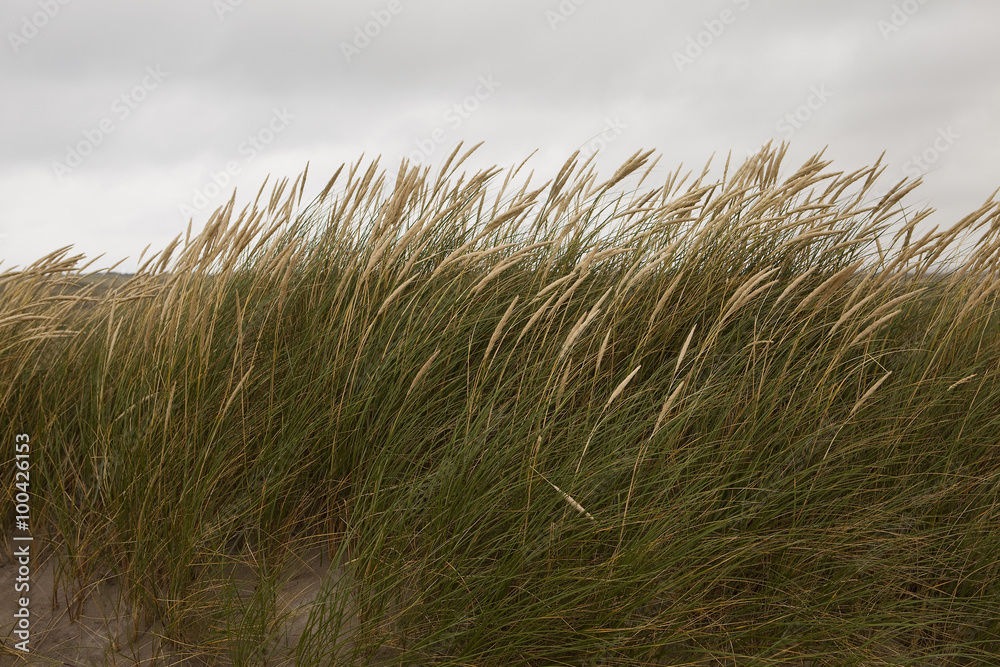 Detail of Dune Grass. The dune grasses are prolific on the west coast ...