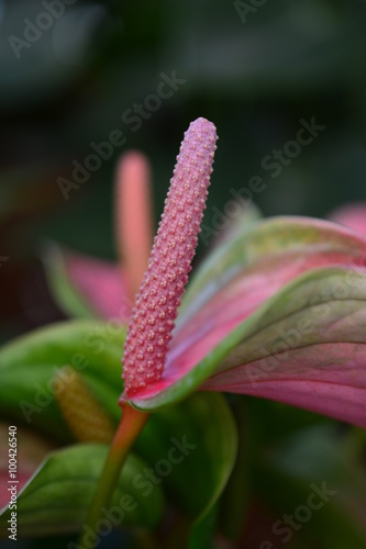 Flamingo flower or Anthurium flower