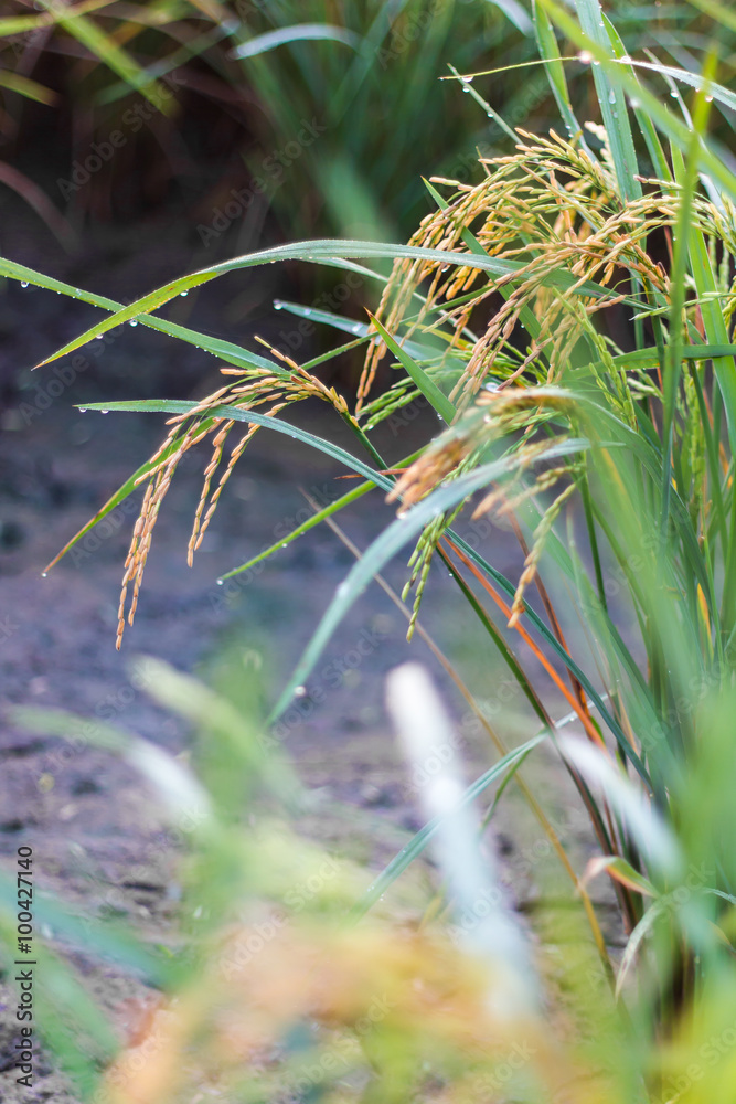 Fototapeta premium .Close-grain rice yellow light.