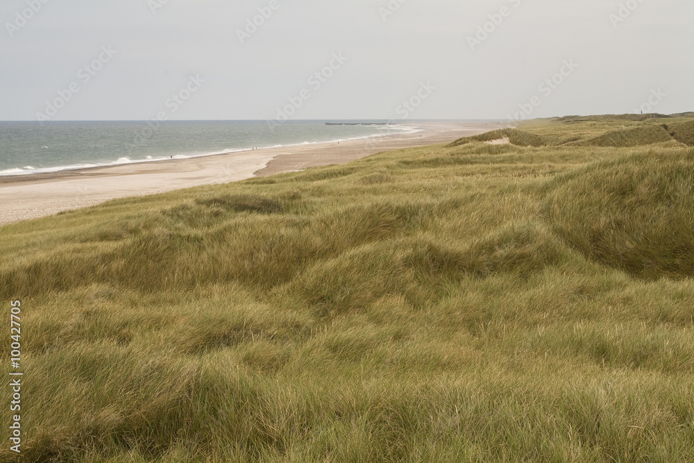 Wind Through the Dune Grass. Huge swathes of the west coast are covered in dune grasses and its subtle colours ripple as the wind moves through it.