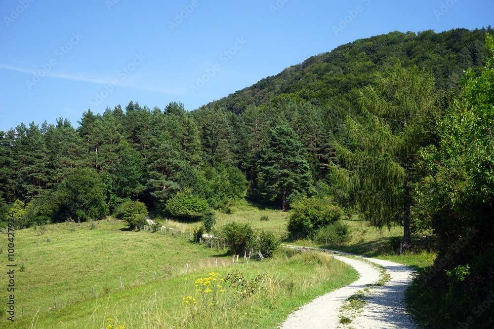 Track and forest