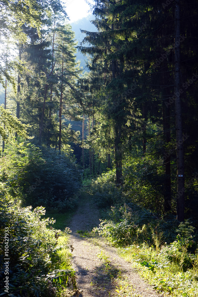 Obraz premium Track and sunlight