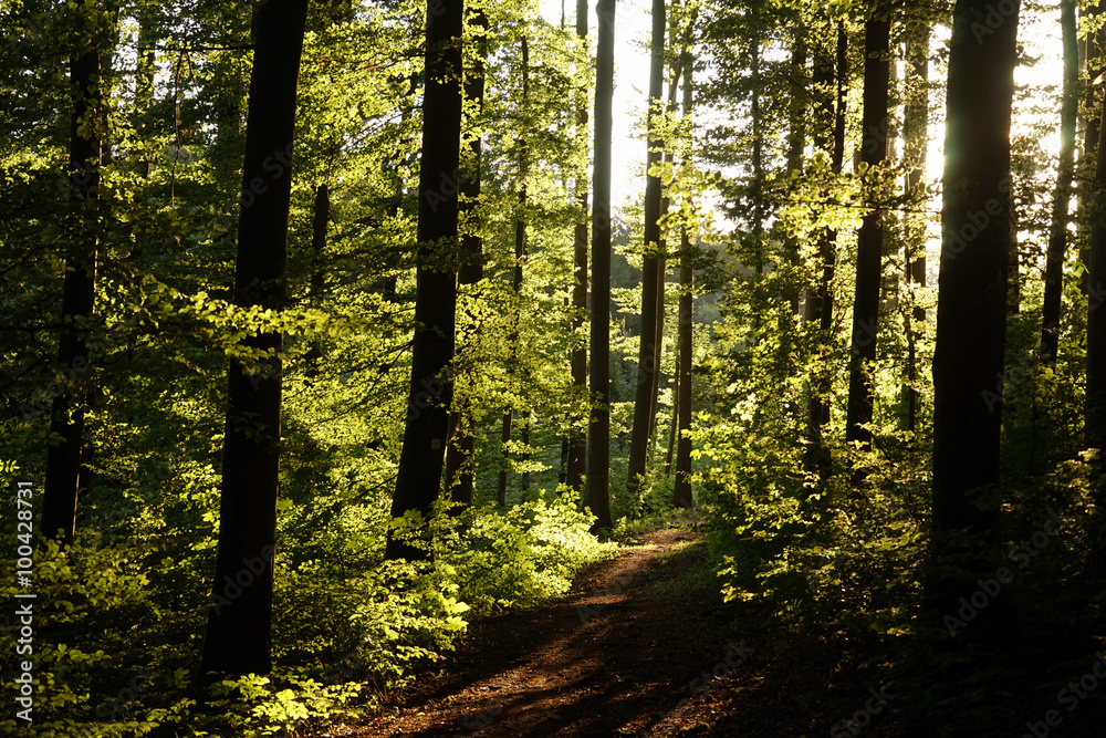 Obraz premium Sunlight and footpath