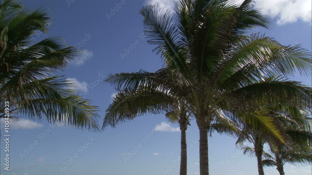 Palm trees on a windy day against a blue sky. Palm trees on a windy day against a blue sky.